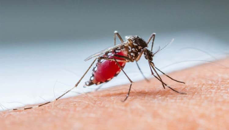 AÇÕES CONTRA A DENGUE